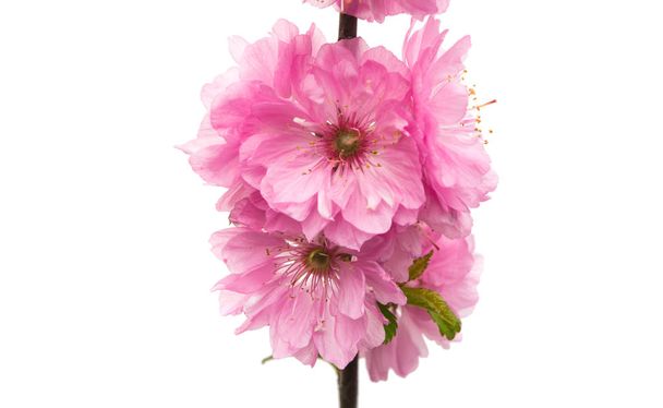 Sakura roze bloemen  - Foto, afbeelding