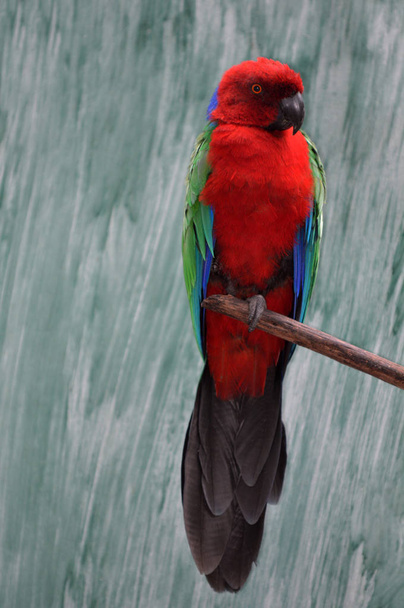 Papagaio-maroon brilhante
 - Foto, Imagem