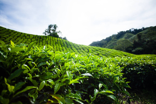 piantagioni di tè in Malesia
 - Foto, immagini