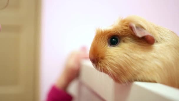 girl tries to touch noses with a guinea pig - Video, Çekim