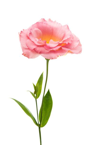 eustoma eleganciája virág  - Fotó, kép