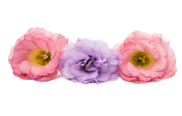 eustoma елегантність квітка
  - Фото, зображення