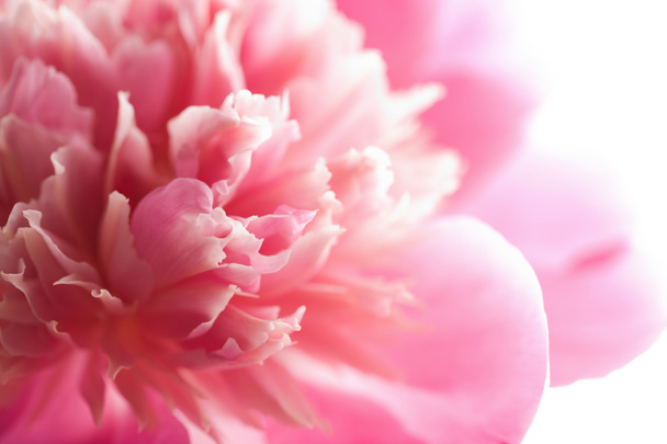 Abstrakti vaaleanpunainen pioni kukka eristetty
 - Valokuva, kuva
