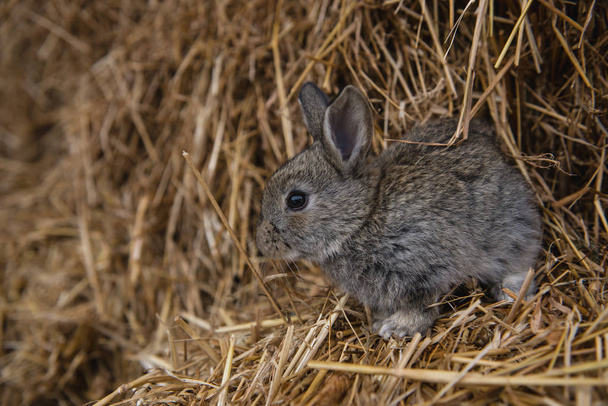 Photo rabbits on hay - Foto, Imagen