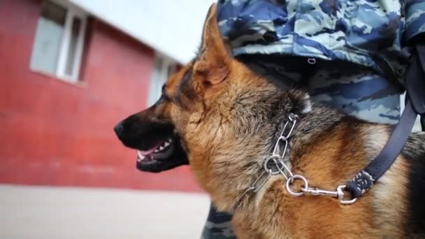 Head of shepherd standing near policeman in camouflage - Filmmaterial, Video