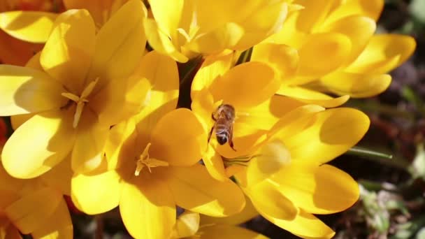 Pszczoła zbiera nektar i muchy. Żółty kwitnących krokusów w słaby wiatr. Słoneczny dzień. - Materiał filmowy, wideo