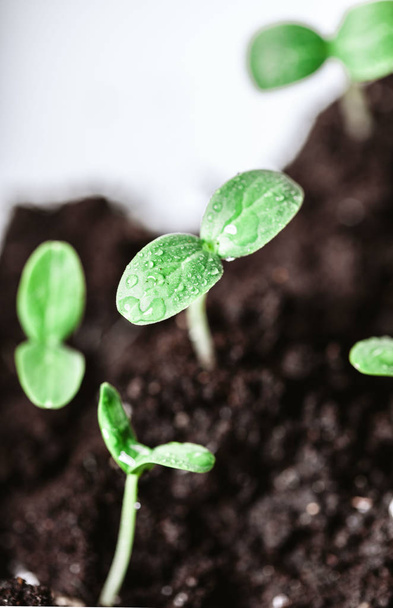 молодая зеленая капуста
  - Фото, изображение