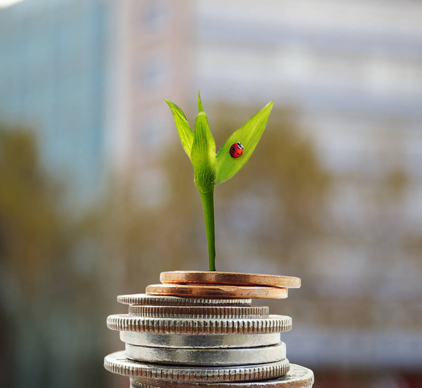 New growth money concept - Zdjęcie, obraz