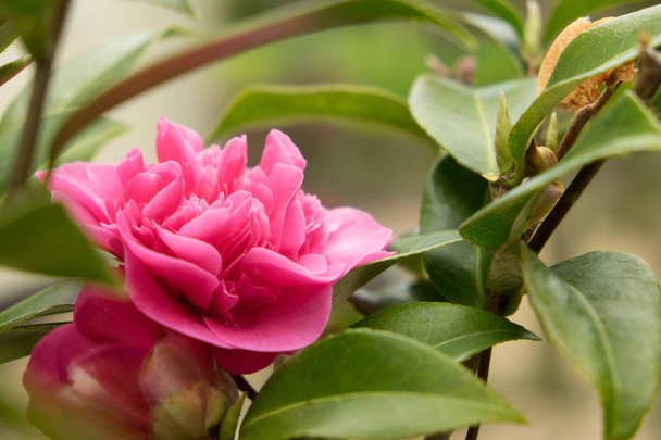 Camellia japonica ' Wilamina - Zdjęcie, obraz