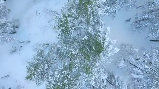 Kış iğne yapraklı orman Tataristan Rusya, kar, ağaçlar üzerinde uçan hava atış sürükleniyor, helikopterden ateş - Video, Çekim