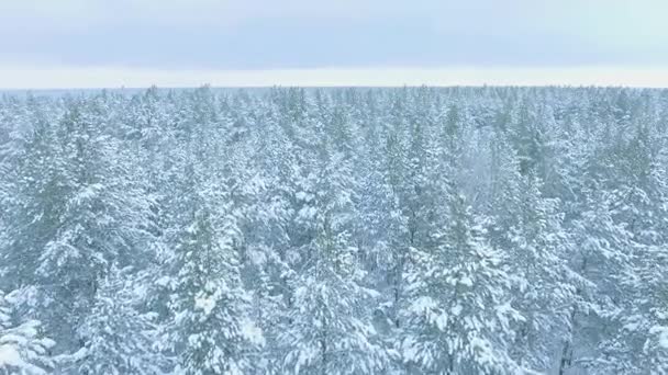 Harika kış orman, buz ve kar, arka planda köknar ağaçları bir ufuk çizgisi, hava atış - Video, Çekim