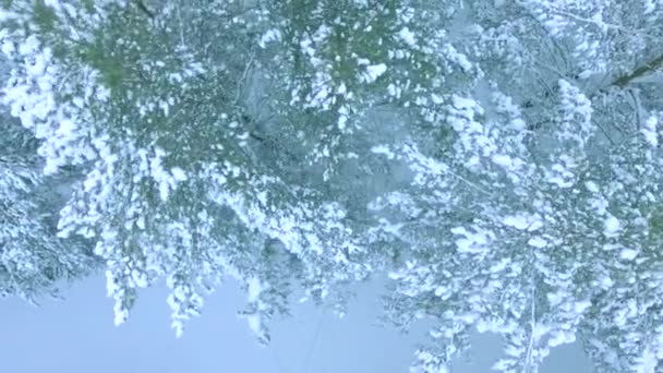 Вишуканий зимовий вид зверху, пухнасті вічнозелені ялинки в лісі, на гілках сніг і мороз повітряний постріл
 - Кадри, відео