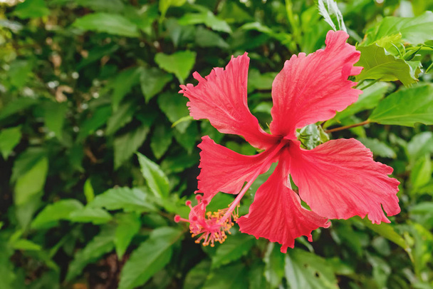 Закри квітка гибискуса червоного на тайський сад - Фото, зображення