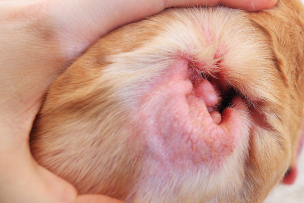 Αλλεργία σε κοντινό πλάνο αυτί σκύλου - Φωτογραφία, εικόνα