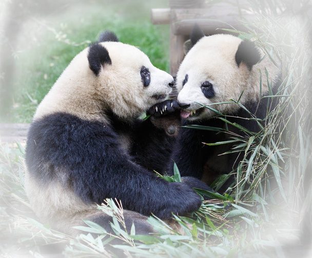 Dos pandas gigantes
 - Foto, imagen