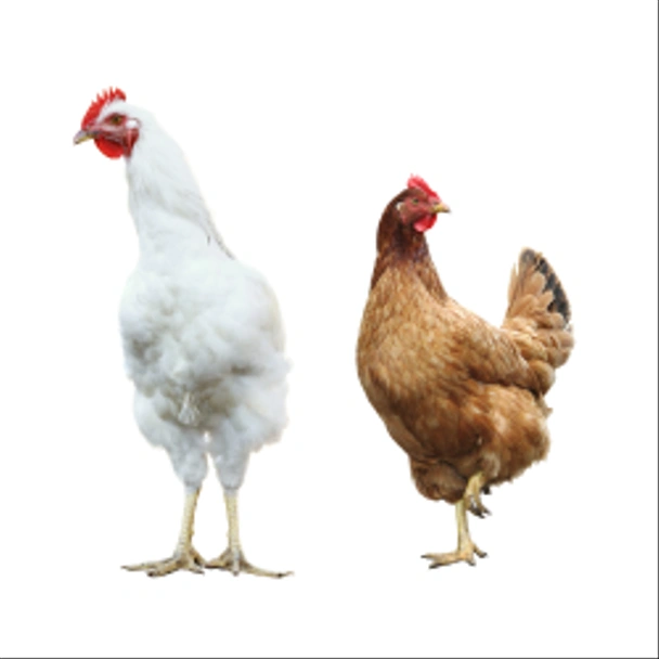 Забавная курица и петух
 - Фото, изображение