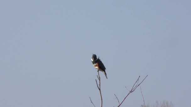 Kingfisher ceinturé perché dans le vent
 - Séquence, vidéo