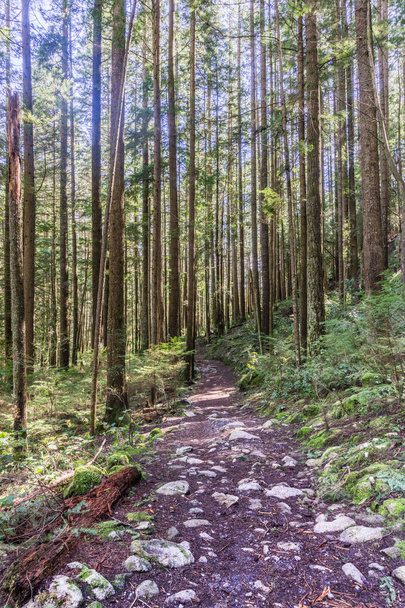 Trail through tall trees in a wet forest Cypress Falls Park British Columbia Canada - Zdjęcie, obraz