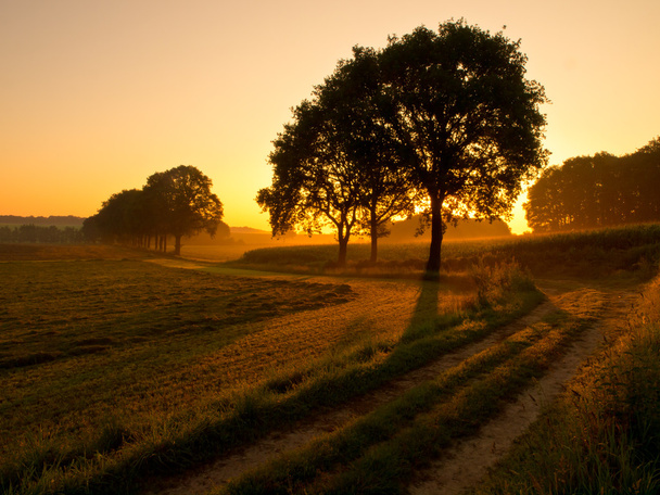 arbres rétro-éclairés au lever du soleil
 - Photo, image