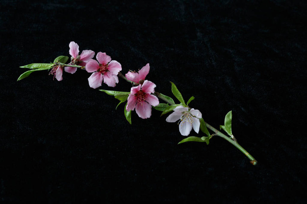 Krásný broskvový květ izolované na černém pozadí - Fotografie, Obrázek