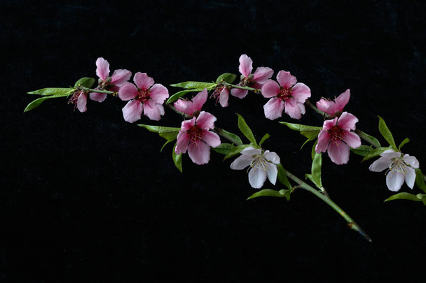Beautiful peach blossom isolated on black - Фото, изображение