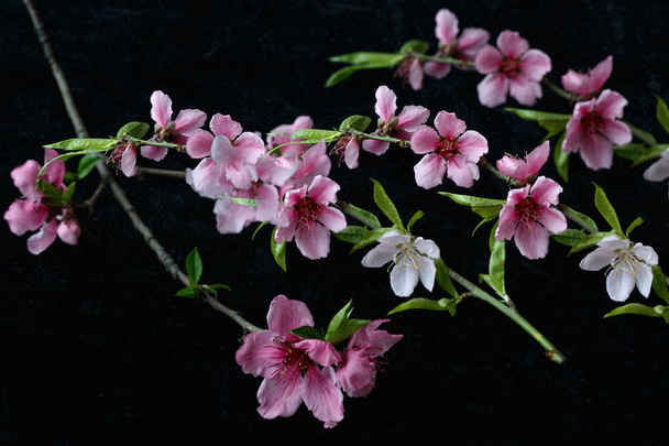 Beautiful peach blossom isolated on black - Valokuva, kuva