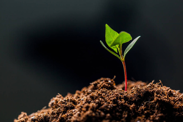 Green sprout in organic soil - Фото, зображення