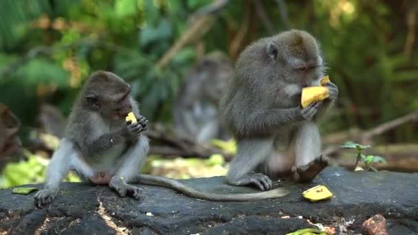 多くの猿が公園で朝食を食べに来た. - 映像、動画