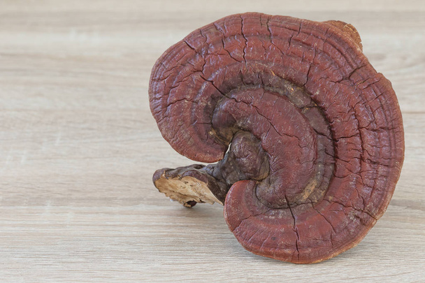 Ganoderma Lucidum Mushroom на деревянном фоне
 - Фото, изображение