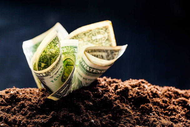 los dólares crecen de la tierra
 - Foto, imagen