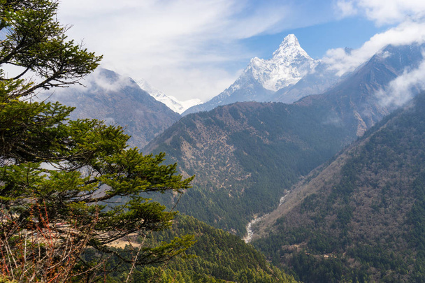 Ama Dablam mountain peak and pine tree, Everest region, Nepal - Φωτογραφία, εικόνα