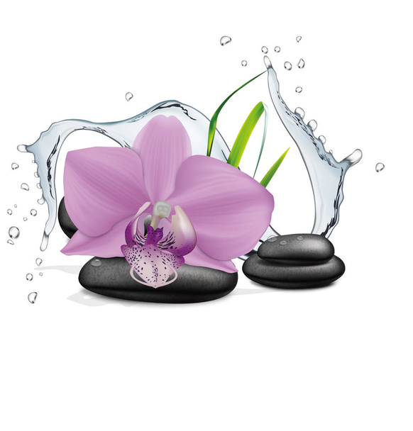 Orchid flower, water splash and zen stone. Vector illustration - Vector, Image
