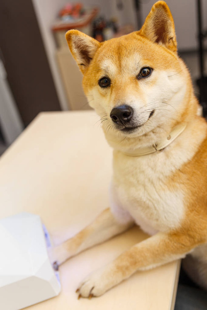 Shiba Inu dog an appointment at the beautician - Photo, image