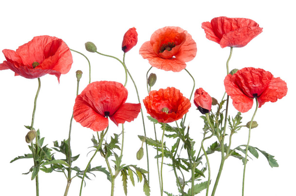 red poppies isolated on white background - Foto, Bild