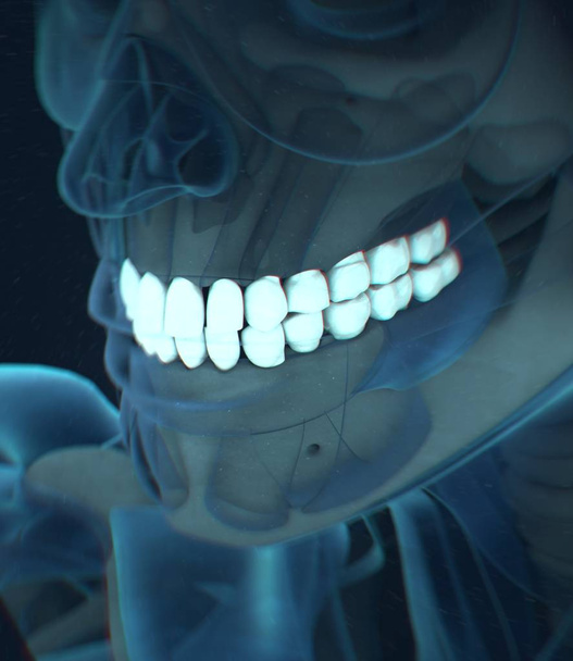 ανθρώπινα δόντια μοντέλο ανατομίας - Φωτογραφία, εικόνα