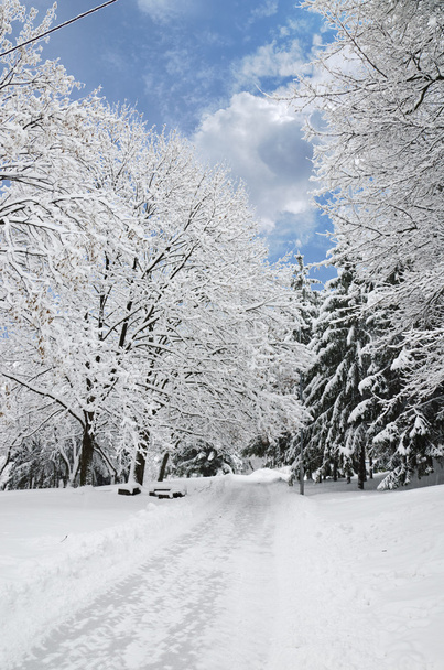 Пейзаж в зимнем парке
 - Фото, изображение