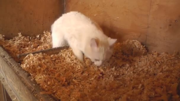 White Cat Eats Meat in the Hen's Nest - Záběry, video