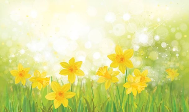 narcis bloemen achtergrond - Vector, afbeelding