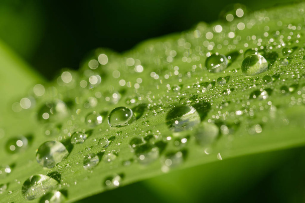 Gotas de água perto em uma folha de grama verde
 - Foto, Imagem