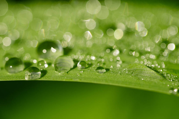 Krople wody z bliska na liść trawa zielony - Zdjęcie, obraz