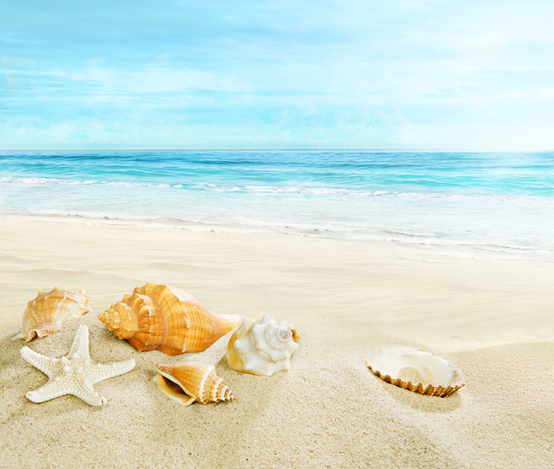 Песчаный пляж с раковинами
. - Фото, изображение