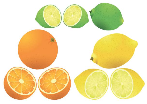 citrus fruits illustration - Vector, Image