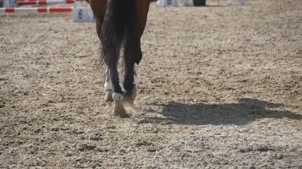 Noha koně chůzi na písku. Detail nohy hřebce tryskem na mokré blátě. Pohled zezadu Zpomalený pohyb zpět - Záběry, video