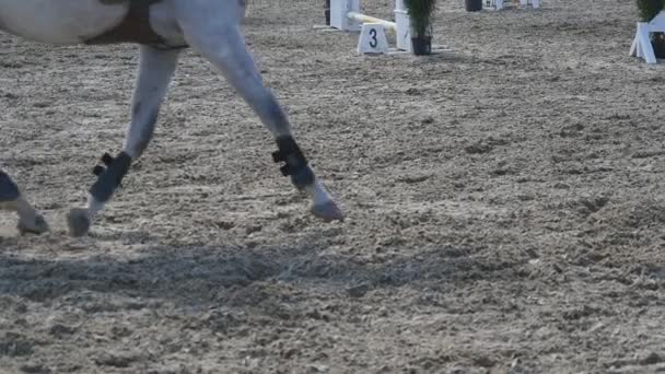 Voet van paard uitgevoerd op het zand. Close up van de benen van hengst galopperen op de natte modderige grond. Slow motion - Video