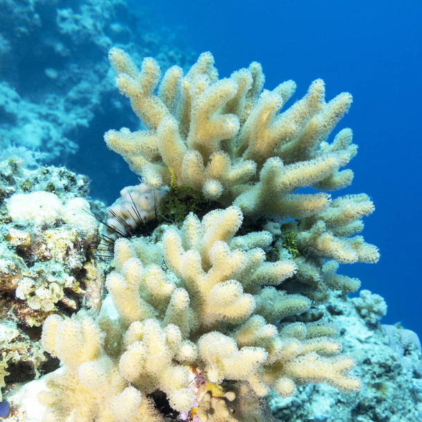 récif corallien avec un grand champignon jaune corail en cuir, sous-marin
 - Photo, image