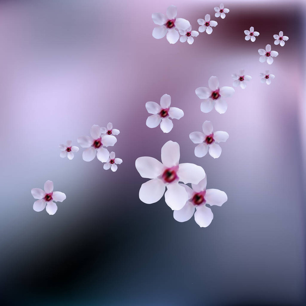 zarte Frühlingsblumen, wilde Kirschen auf Kirschzweigen. Kirschblüten der japanischen Sakura. - Vektor, Bild