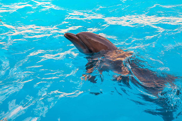 show with dolphins in the Dolphinarium - Photo, Image