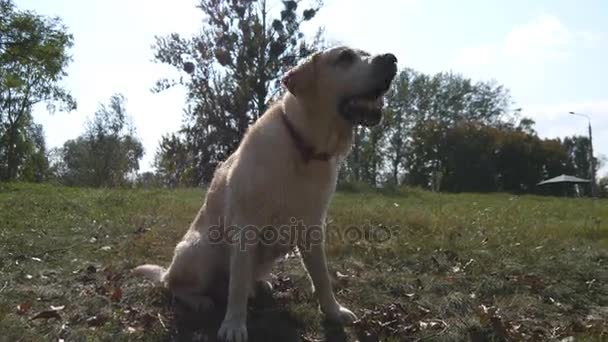 Hondenras labrador retriever zit op het groene gras en blaffen. Opleiding van huisdieren. Close-up - Video