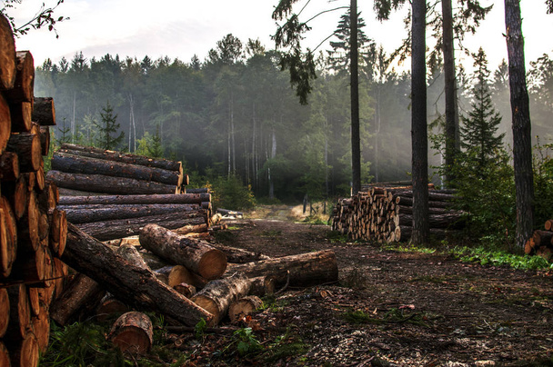 Metsässä metsäkadon jälkeen olevien hakattujen puiden hakkuut
 - Valokuva, kuva