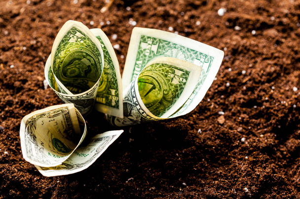 los dólares crecen de la tierra
 - Foto, Imagen